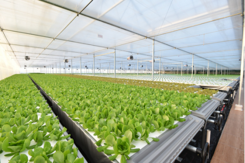 起底京東植物工廠 水培蔬菜安全到“不洗就能吃”，科技如何重塑茶葉種植